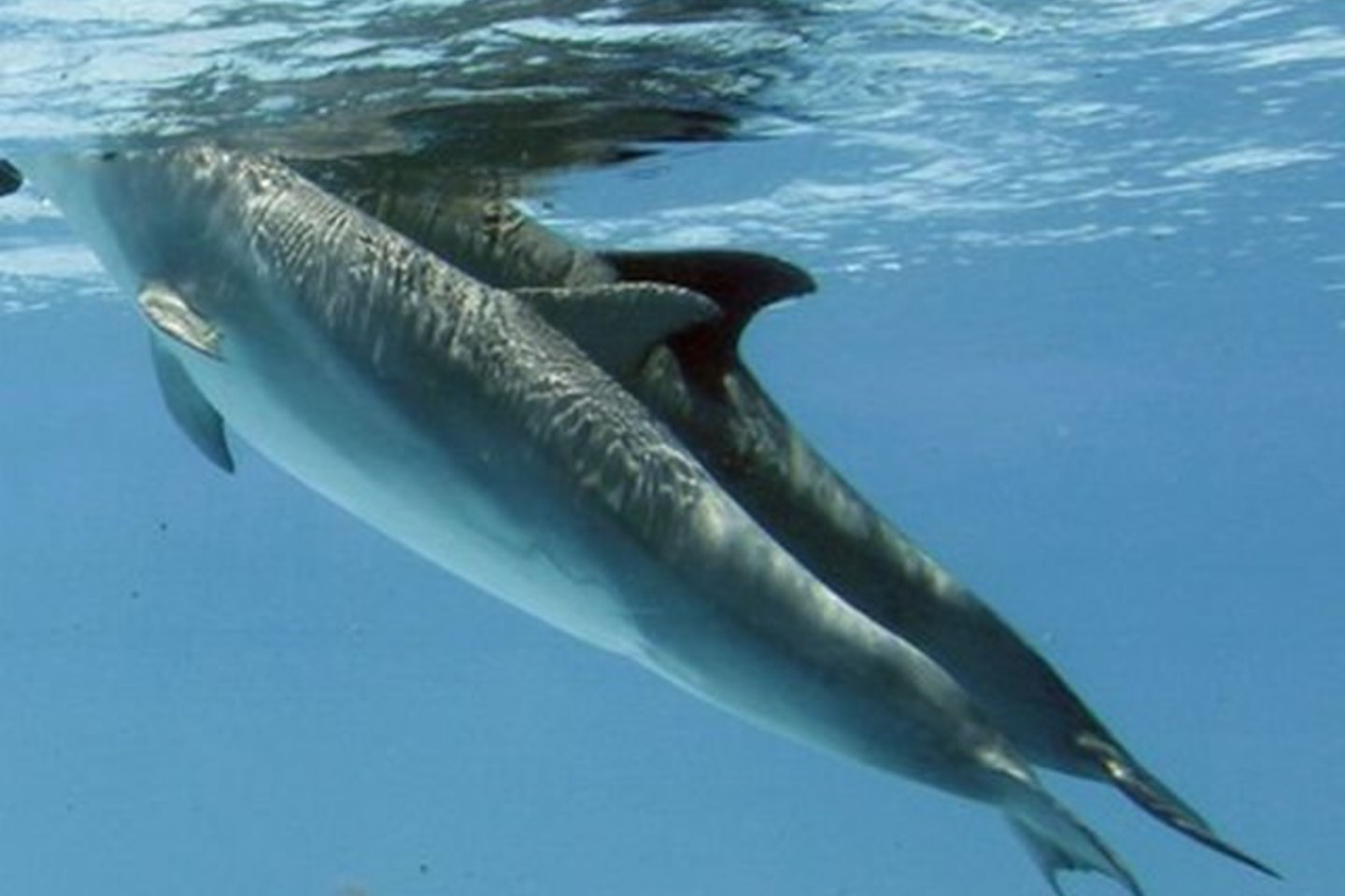 Delfinai esą nerado pakankamai maisto, kad užsiaugintų pakankamą riebalų sluoksnį nuo šalčio apsisaugoti ir todėl žuvo.