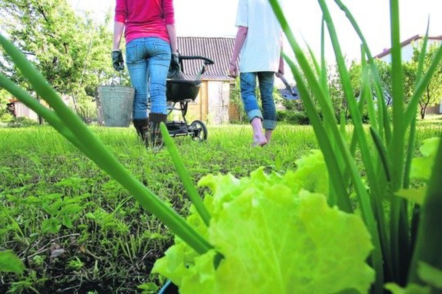Norinčios išsinuomoti sodo sklypą jaunos šeimos tvirtino, kad svarbiausia, jog būtų kur užsiauginti daržovių ir pailsėti su mažais vaikais.