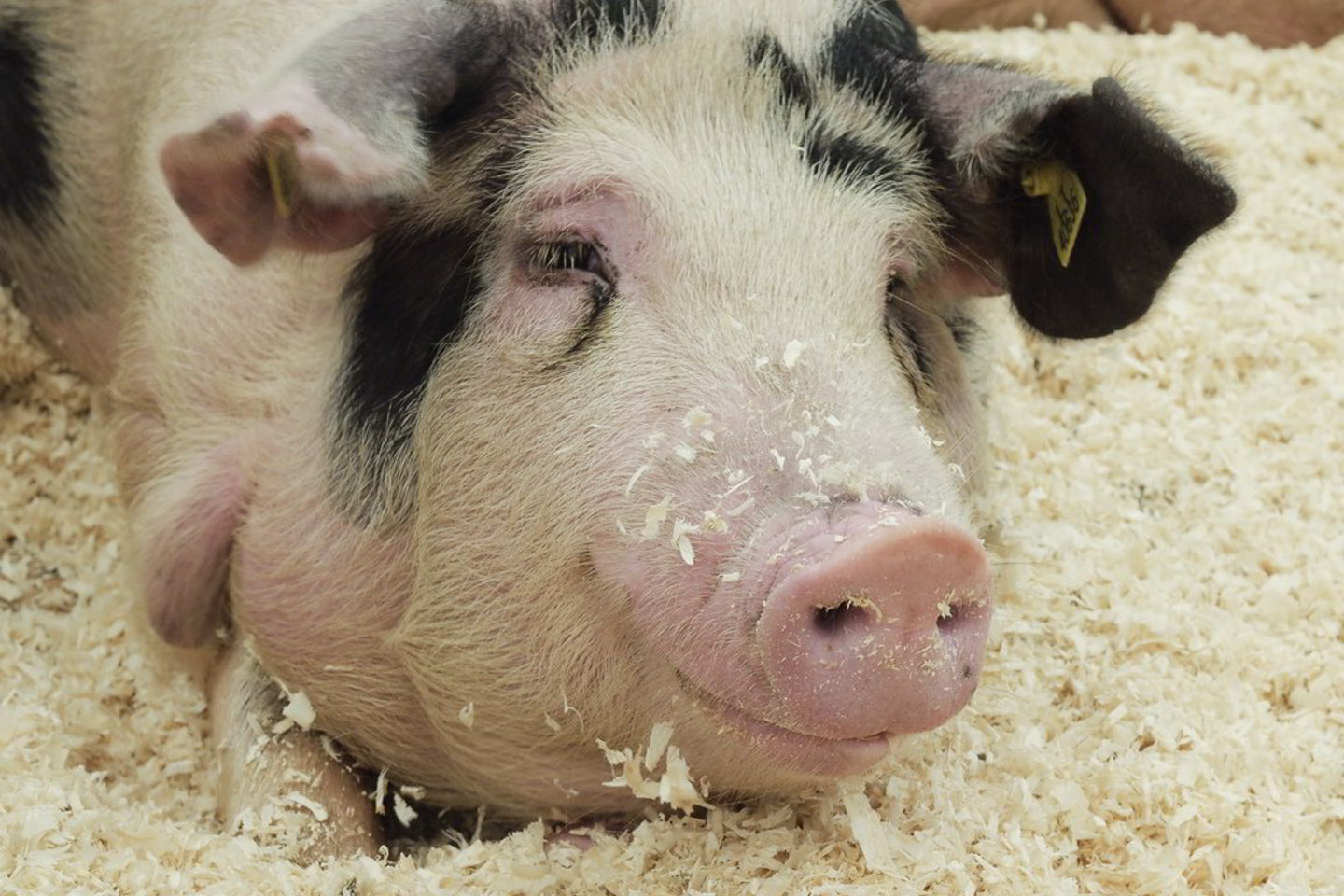 Kiaulės pigs ir niekur neišvyks.