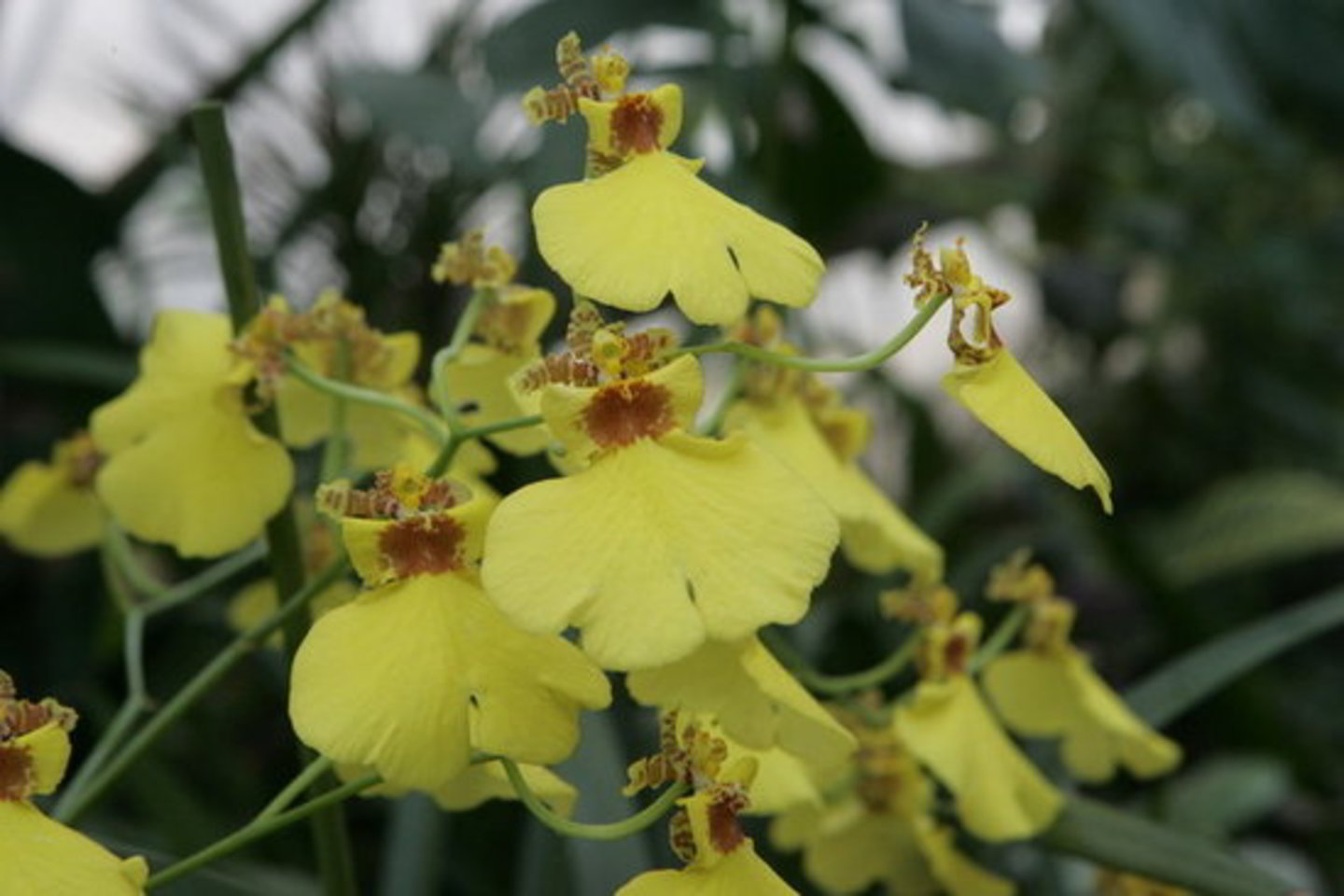 Visi orchidėjų rūšies augalai yra saugomi.