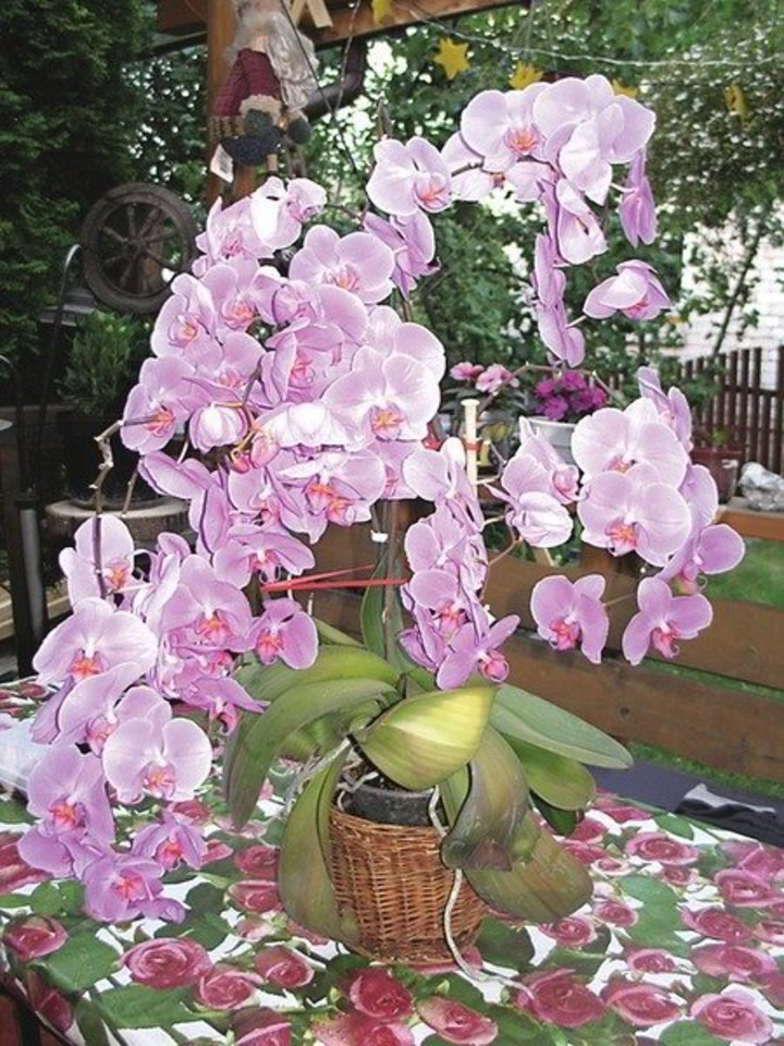 Adomaičių orchidėja gausiai žiedais apsipylė be jokios išskirtinės priežiūros.