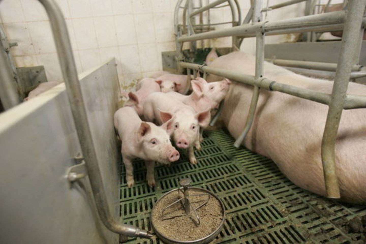 Kiaulių maras buvo nustatytas UAB „Beržų kompleksas“ priklausančiose kiaulių fermose.