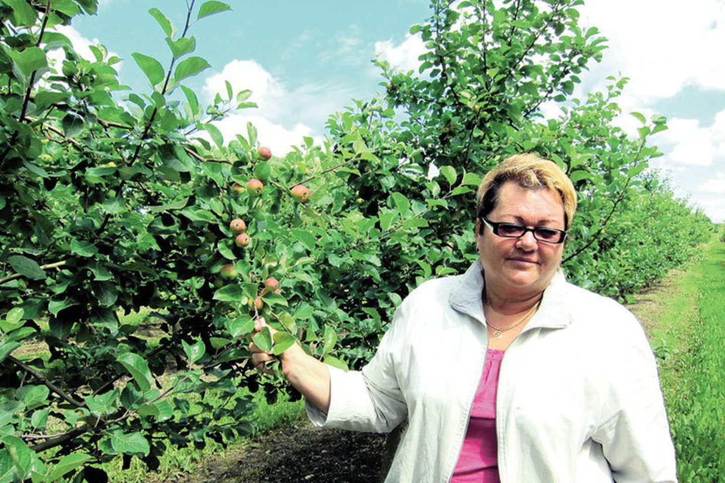 Vitalija Kuliešienė šiemet tikisi vidutinio obuolių derliaus.