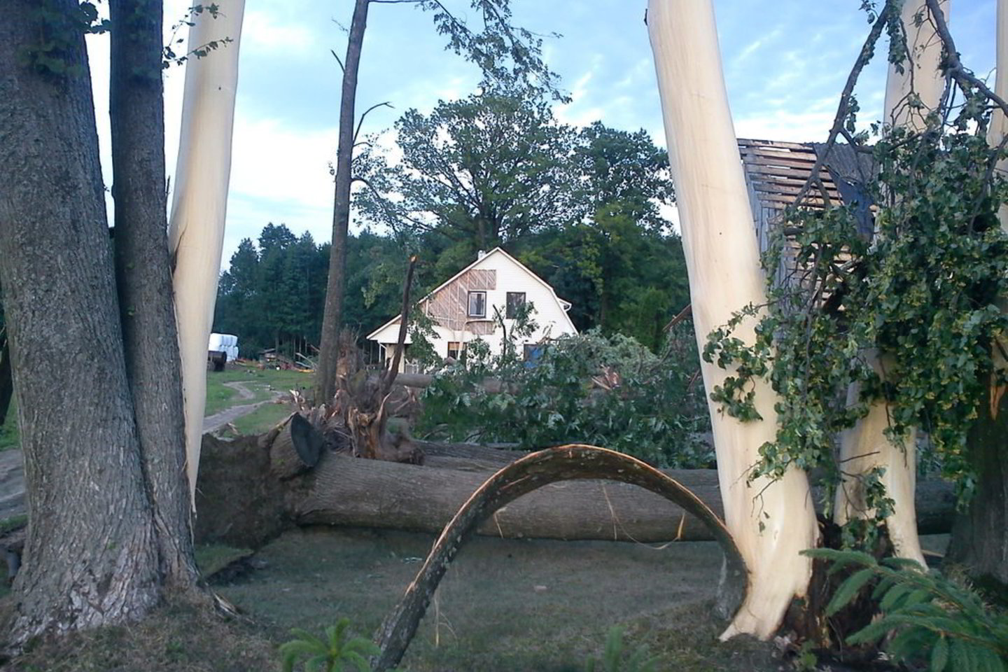 Šakių rajone medžius viesulas "nurengė" plikai.