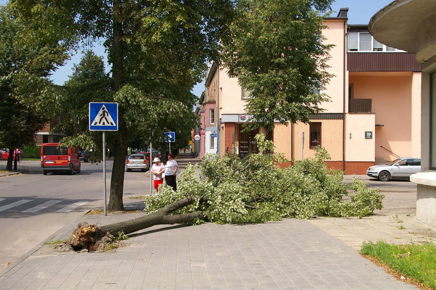 Medžio šaknys buvo silpnos.