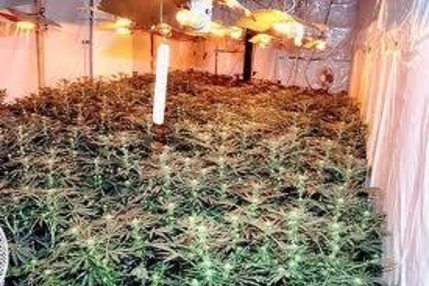 A.Gruodžio namuose aptikti 58 augalai. Gatvėje jie kainuotų 23 tūkst. eurų, tablečių vertė – 420 eurų.