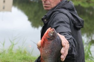 Šilutiškių fantaziją audrina netikėtas radinys - miesto centre esančiame tvenkinyje sužvejota piranija