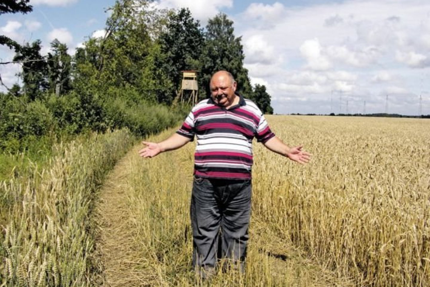 Algirdas Simutis stebisi, kaip žmonės drįso važiuoti per jau nokstančius kviečius.