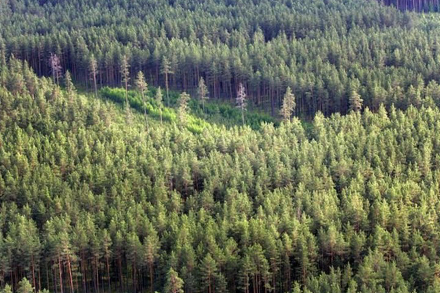 Jaunuoliai, kurie vežė jaunikį į Kišiniovą, pakeliui į Moldovos sostinę sustojo pailsėti miške už 30 km nuo Kišiniovo.