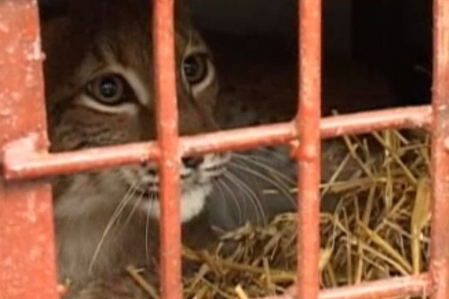 Jei lūšis nebus pakankamai savarankiška, ji grįš į zoologijos sodą.