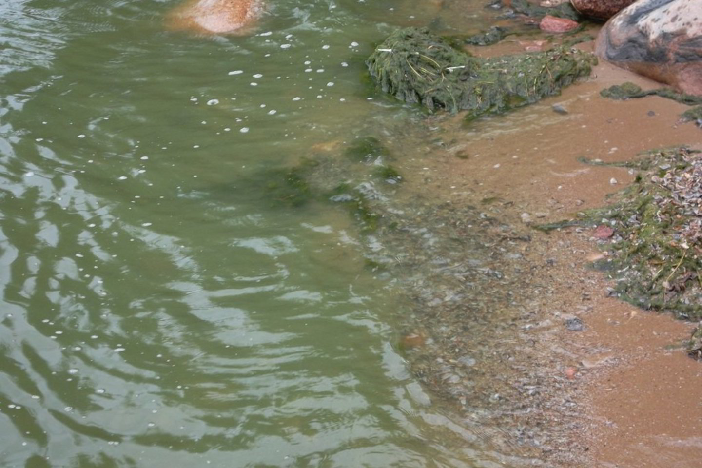 Vandens žydėjimą sukelia greitas melsvabakterių dauginimasis.