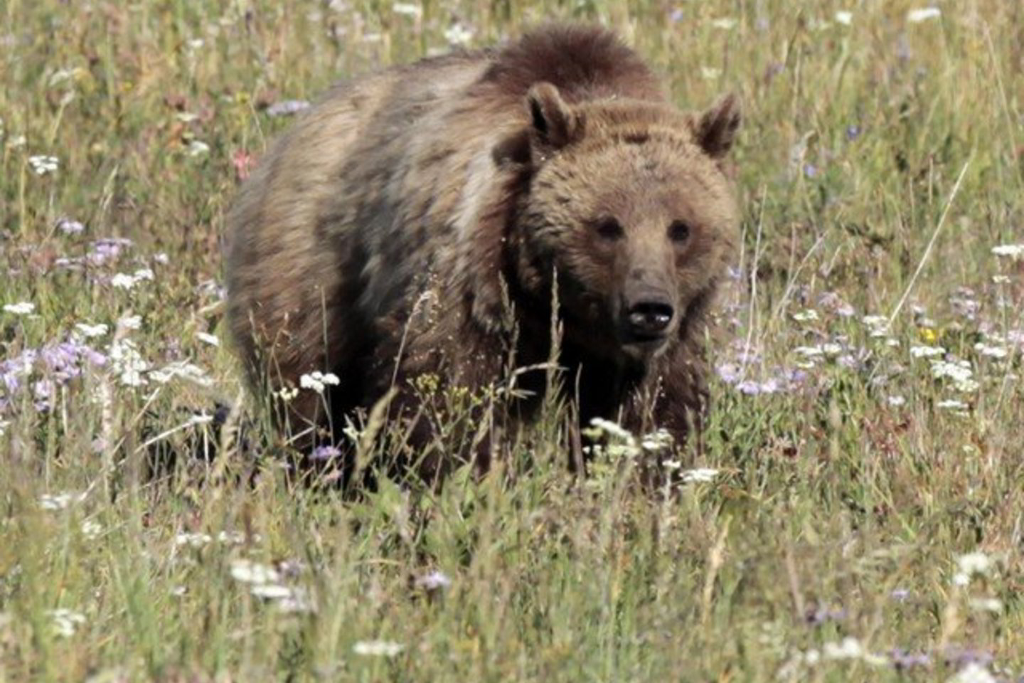 Kol meška nesugauta, lankytis Ligatnės gamtos parke draudžiama.