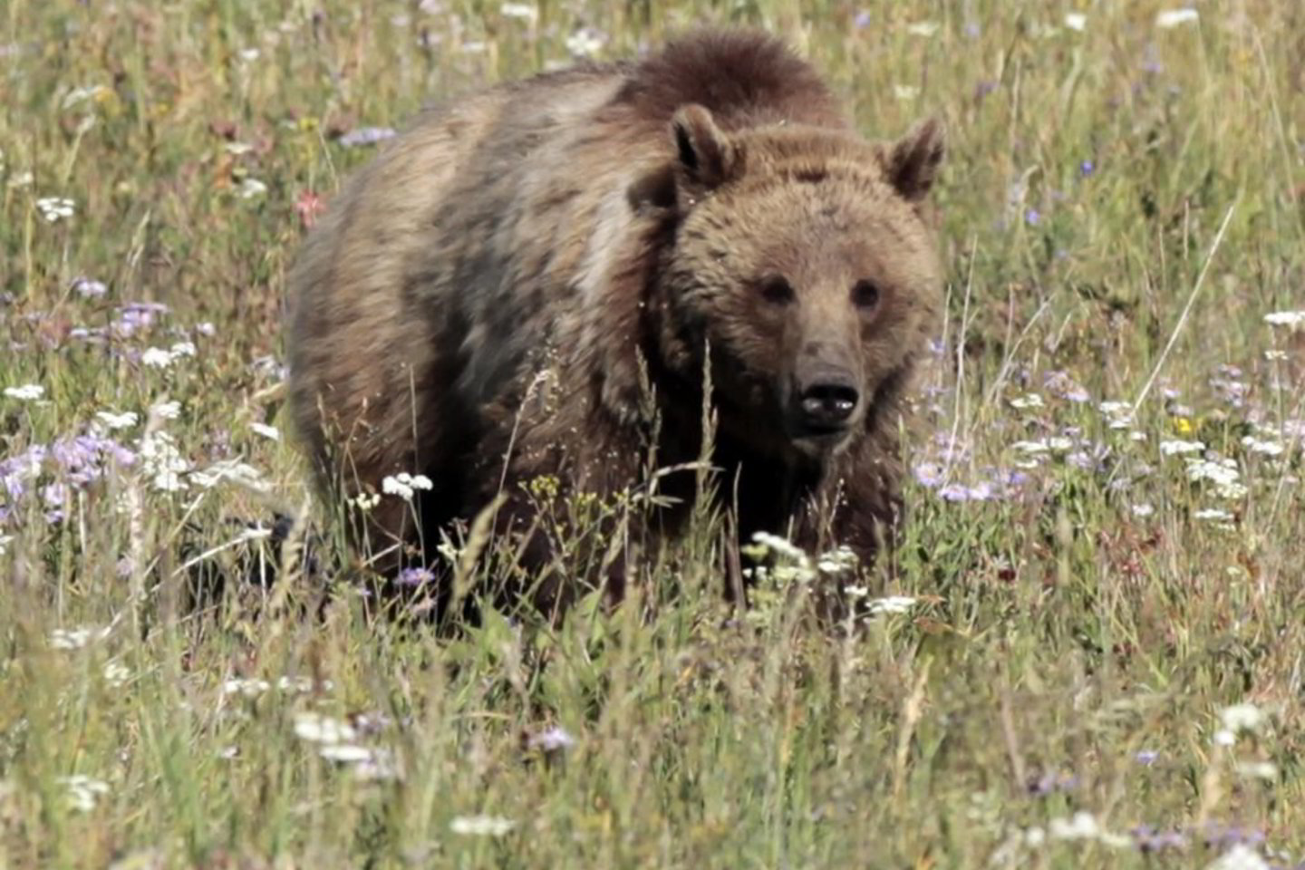 Litganės gamtos parko darbuotojams pavyko medumi ir kitais skanėstais parvilioti mešką namo.