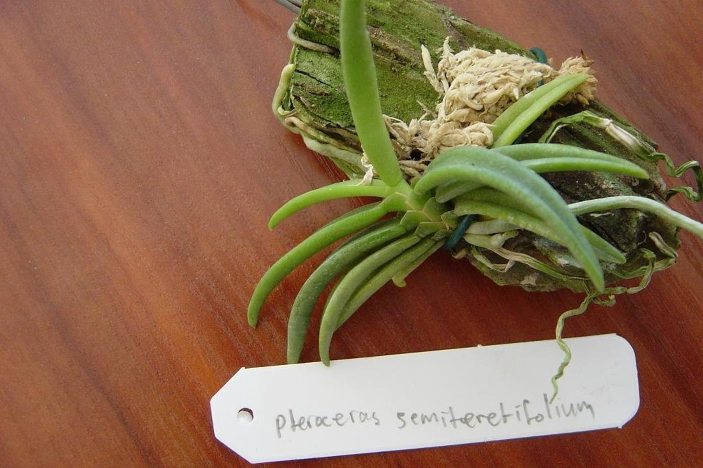 Įtarę, kad tai orchidėjinių šeimos augalai, kurių dauguma rūšių saugoma konvencijos, pareigūnai įtarimų sukėlusį paketą ir augalus sulaikė.