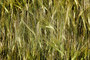 Daiginti grūdai - organizmo kuras