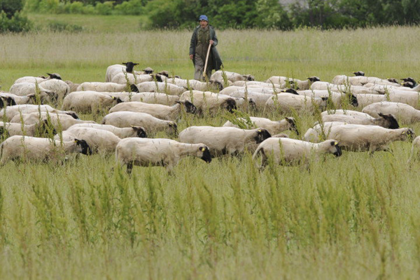 Avių per pirmus septynis šių metų mėnesius supirkta gerokai daugiau nei pernai.