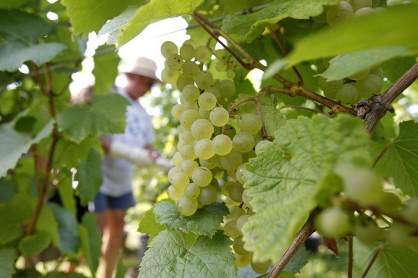 Vyndariai, kurie laiku nuskabė didesnį vynmedžių lapų kiekį, sugebėjo išvengti puvinio.