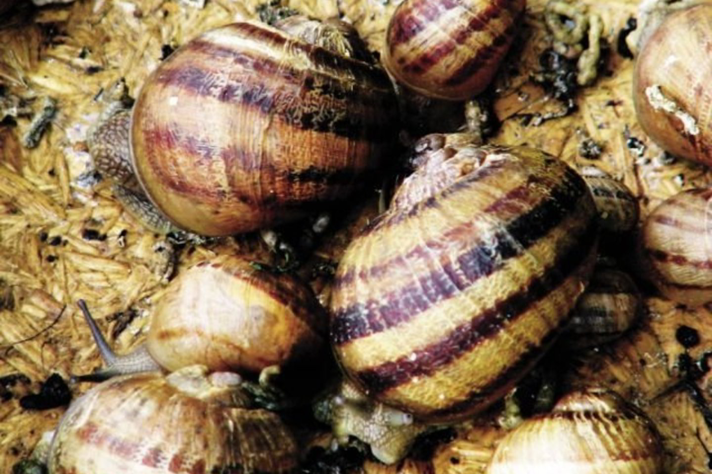 Auginti šias sraiges taip, kaip augina lenkai ar prancūzai, Lietuvoje neįmanoma, nes kitoks klimatas.