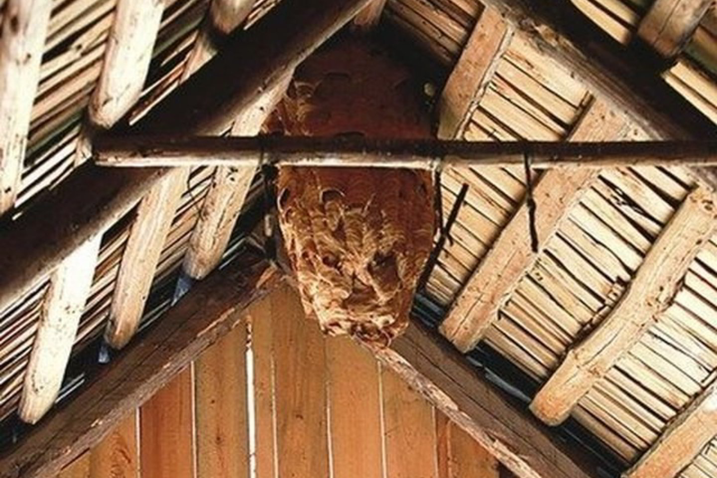 Širšės per vasarą sulipdo įspūdingo dydžio lizdus.