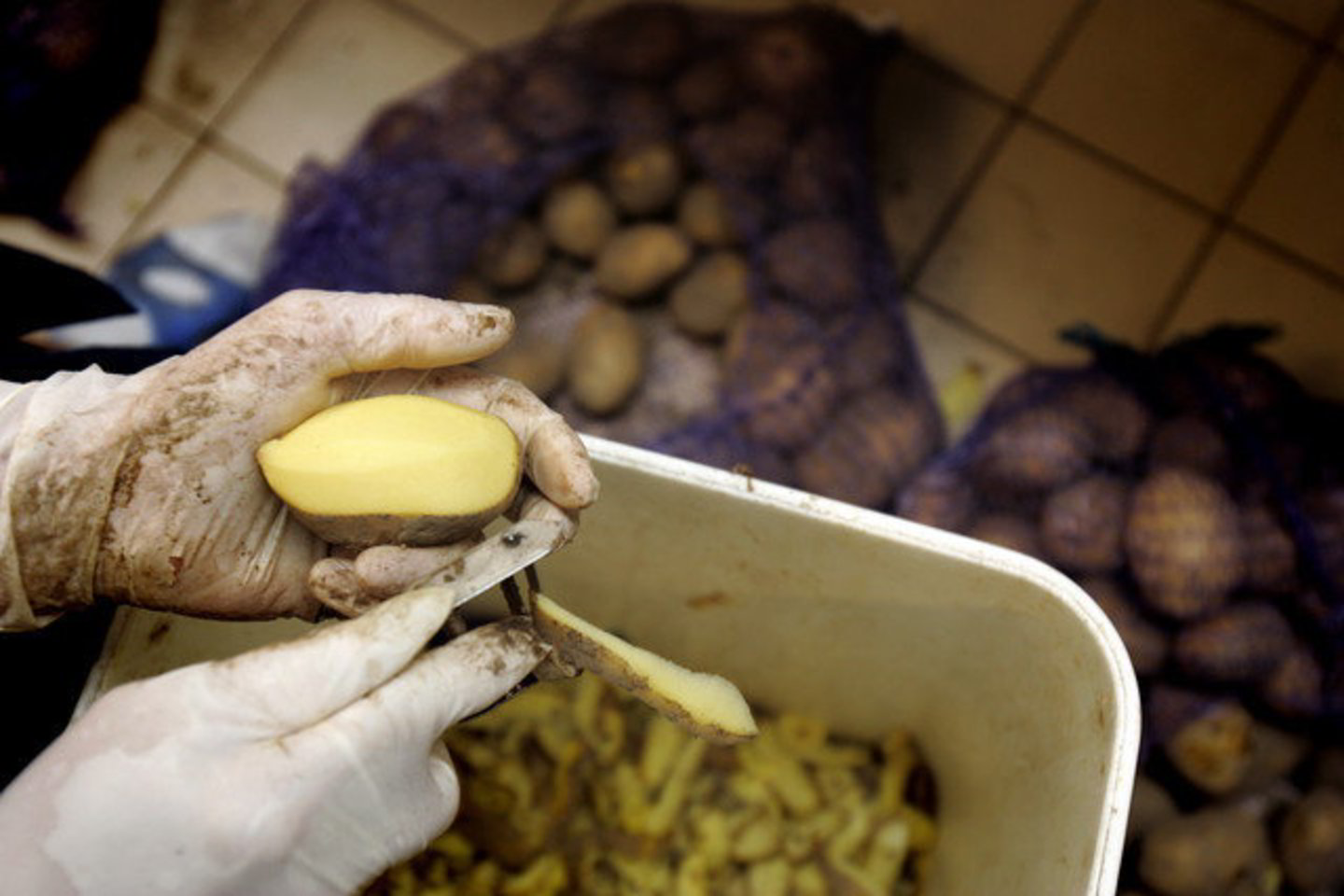 Rusai perka ne bet kokias bulves, o tik geros kokybės.