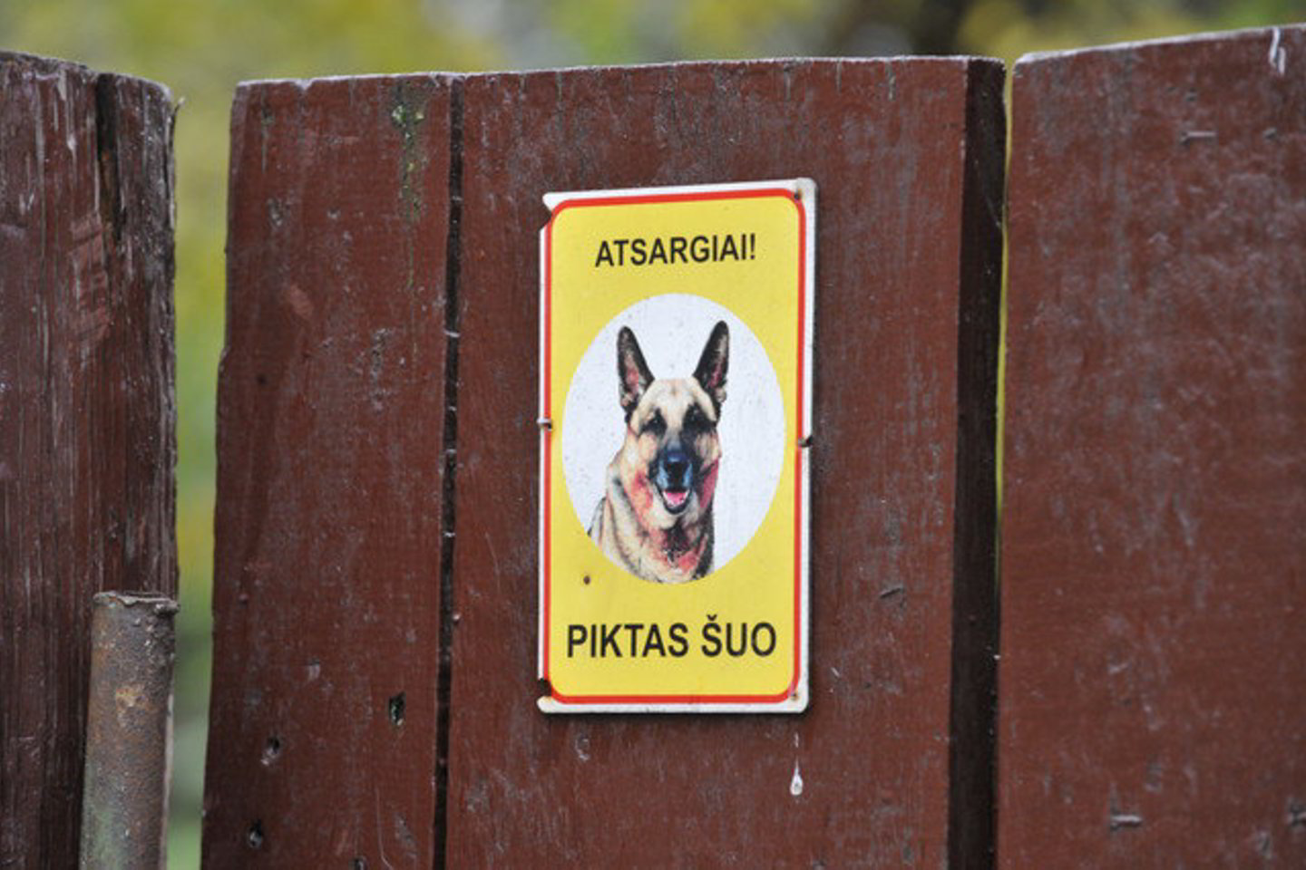 Būti piktam lyg sarginiam šuniui - pavojinga