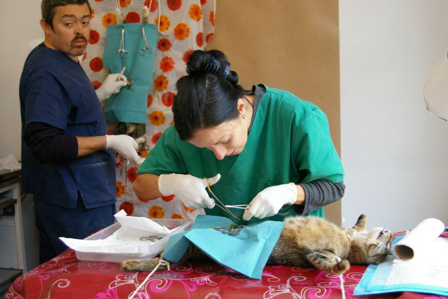 Savaitę Šiauliuose triūsę trys Bulgarijos veterinarai sterilizavo ir iškastravo 338 gyvūnus.