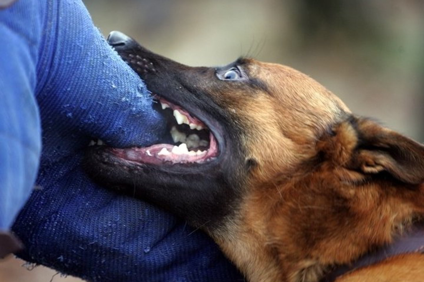 Policijos departamentas įsigijo 11 tarnybinių šunų.