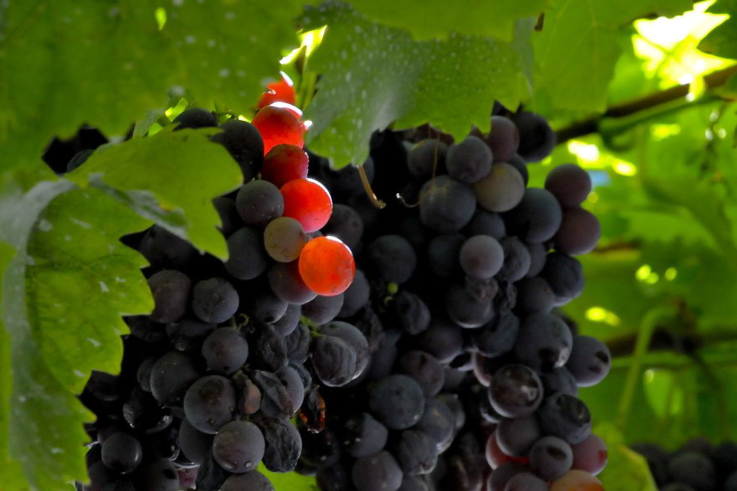 Susidomėjimas Burgundijos grandais Tolimojoje Azijoje prasidėjo po Bordo grand cru vynų, kuriuos azijiečiai siaubte siaubia iš aukcionų, iškilimo.