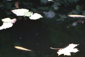 Kauno klinikų VII fortą juosiančiame kanale - lyg akvariume