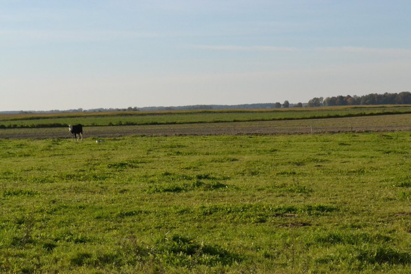 Ūkininkai, per nurodytą laikotarpį norintys gauti visą paramos sumą, turėtų laikytis jiems skirtų įsipareigojimų.