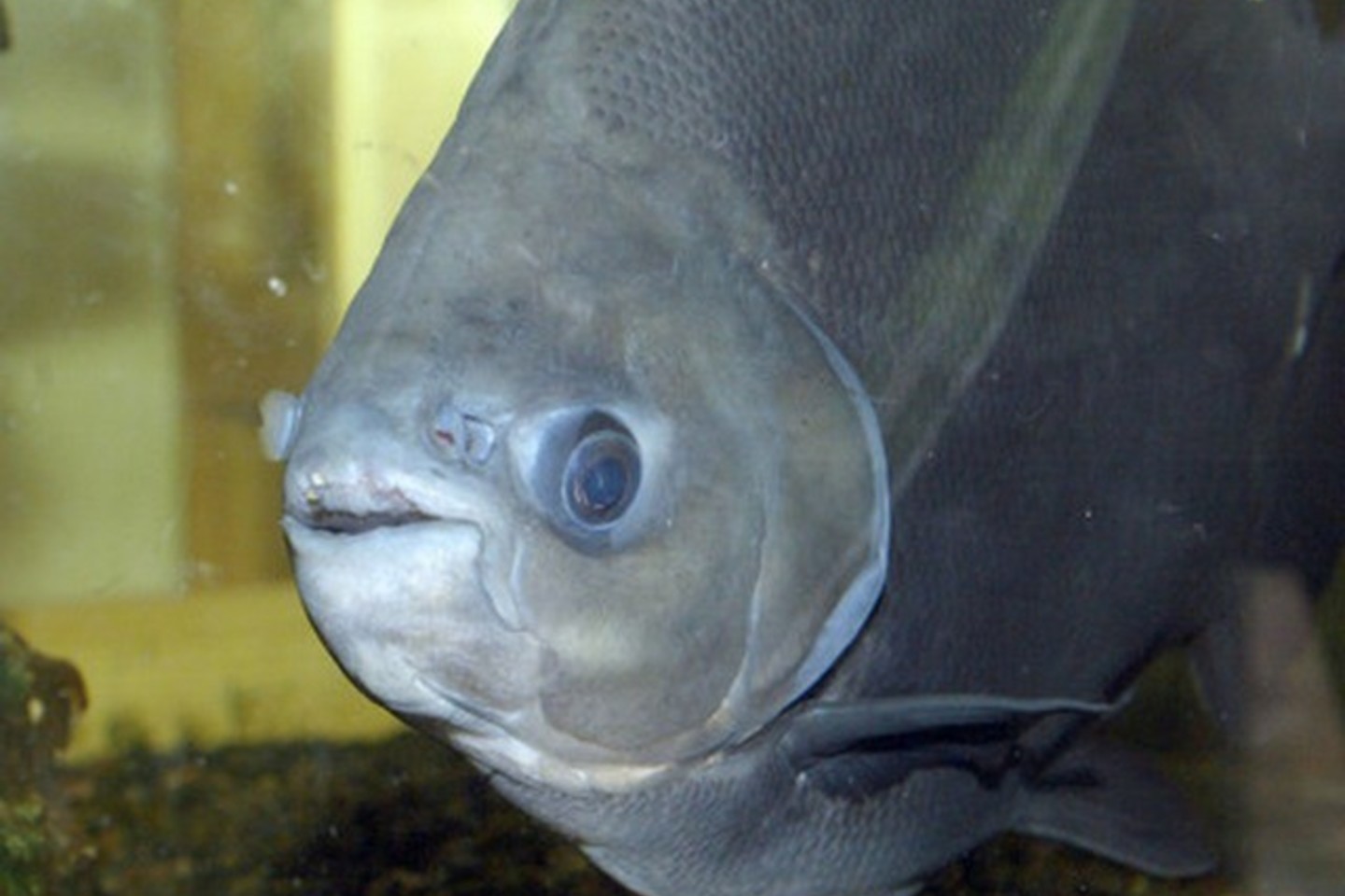 Ichtiologai teigia, kad pavienės piranijos nekelia rimtos grėsmės.