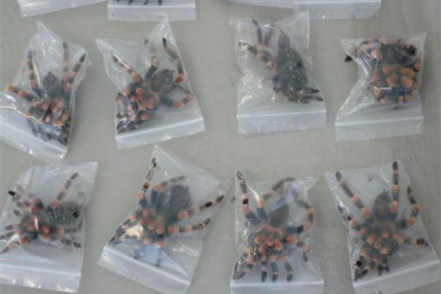 Atlikus reidą kontrabandininko namuose, rasti dar 665 tarantulai ir 72 mėsėdžiai šimtakojai.
