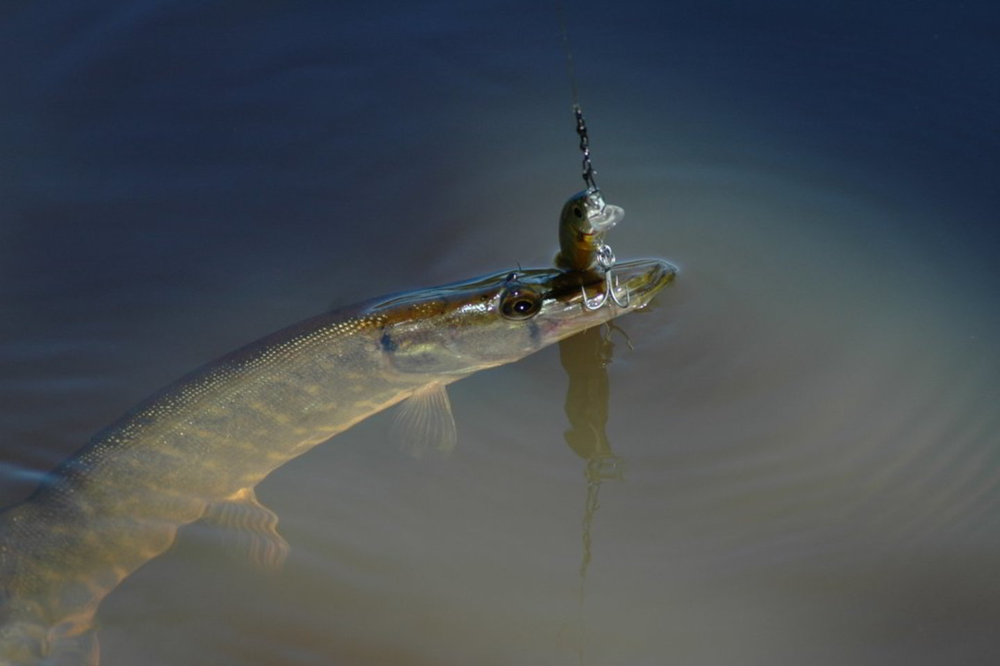 Svarstoma, kokią dalį nuo pirminės žuvies pardavimo kainos verslininkai turi skirti vandens telkinių įžuvinimui.
