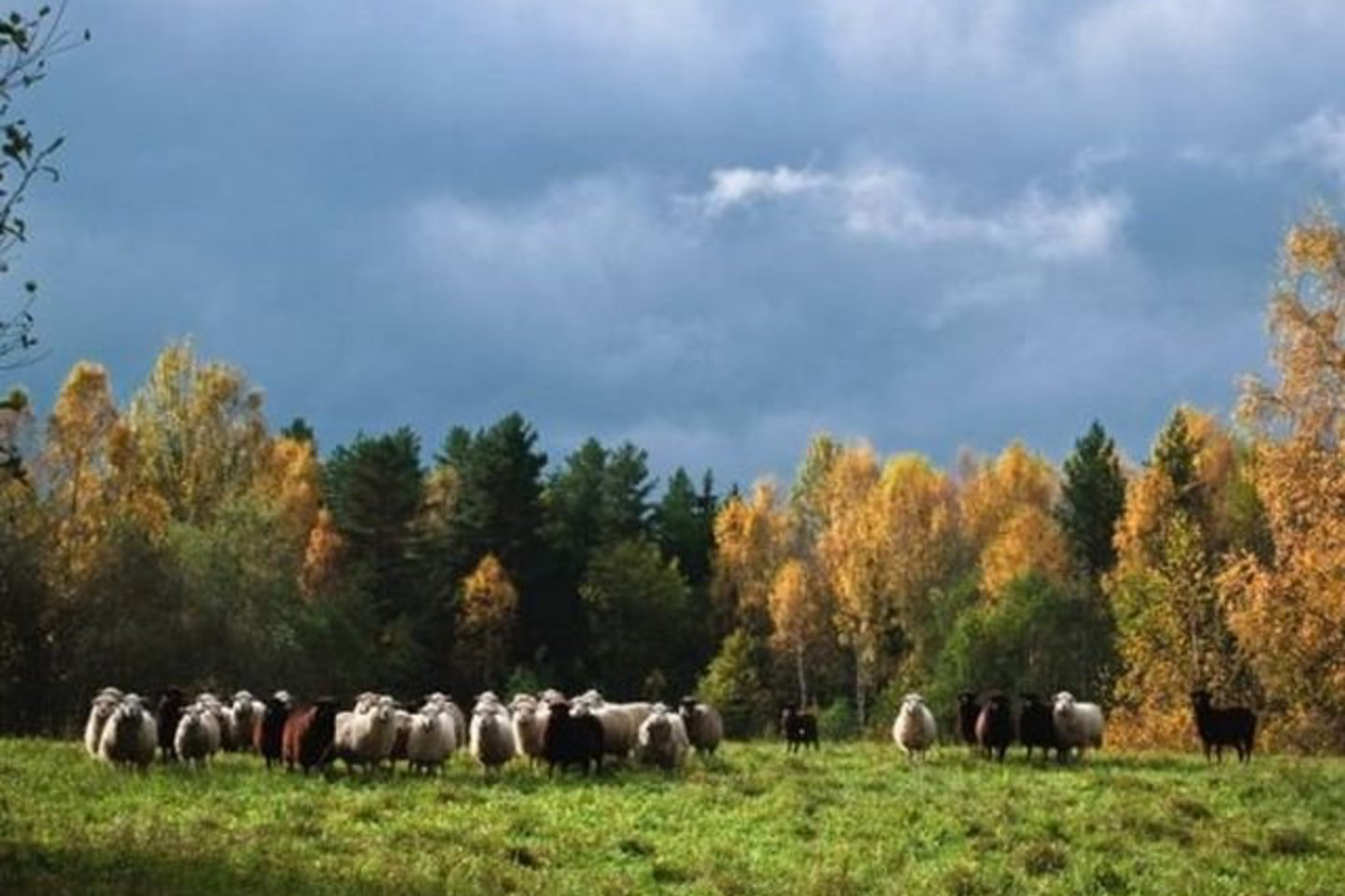 Škudžių veislė laikoma viena seniausių.