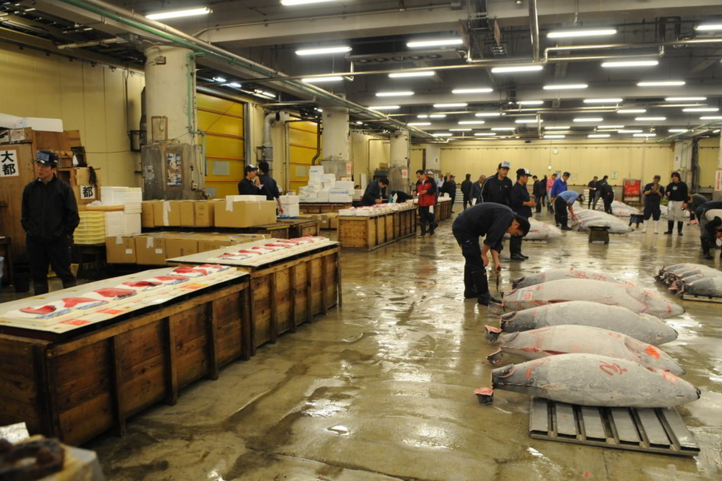 Tsukiji žuvų turgaus tunų aukcionas - vienas iš turistų traukos objektų Tokijo mieste.
