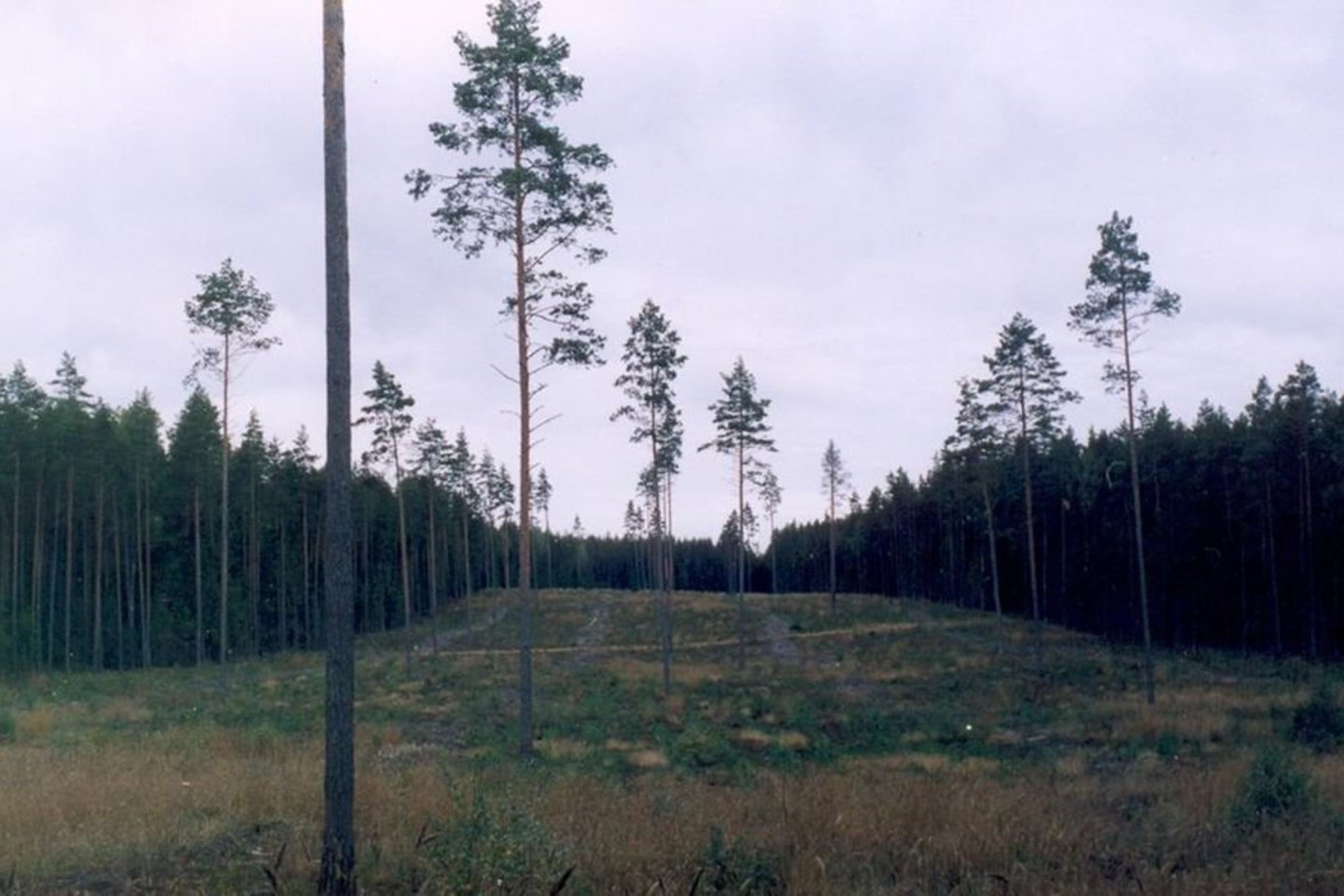 Švedijos miškų tvarkymo modelis, kurį perėmė Lietuva, buvo didelė klaida.
