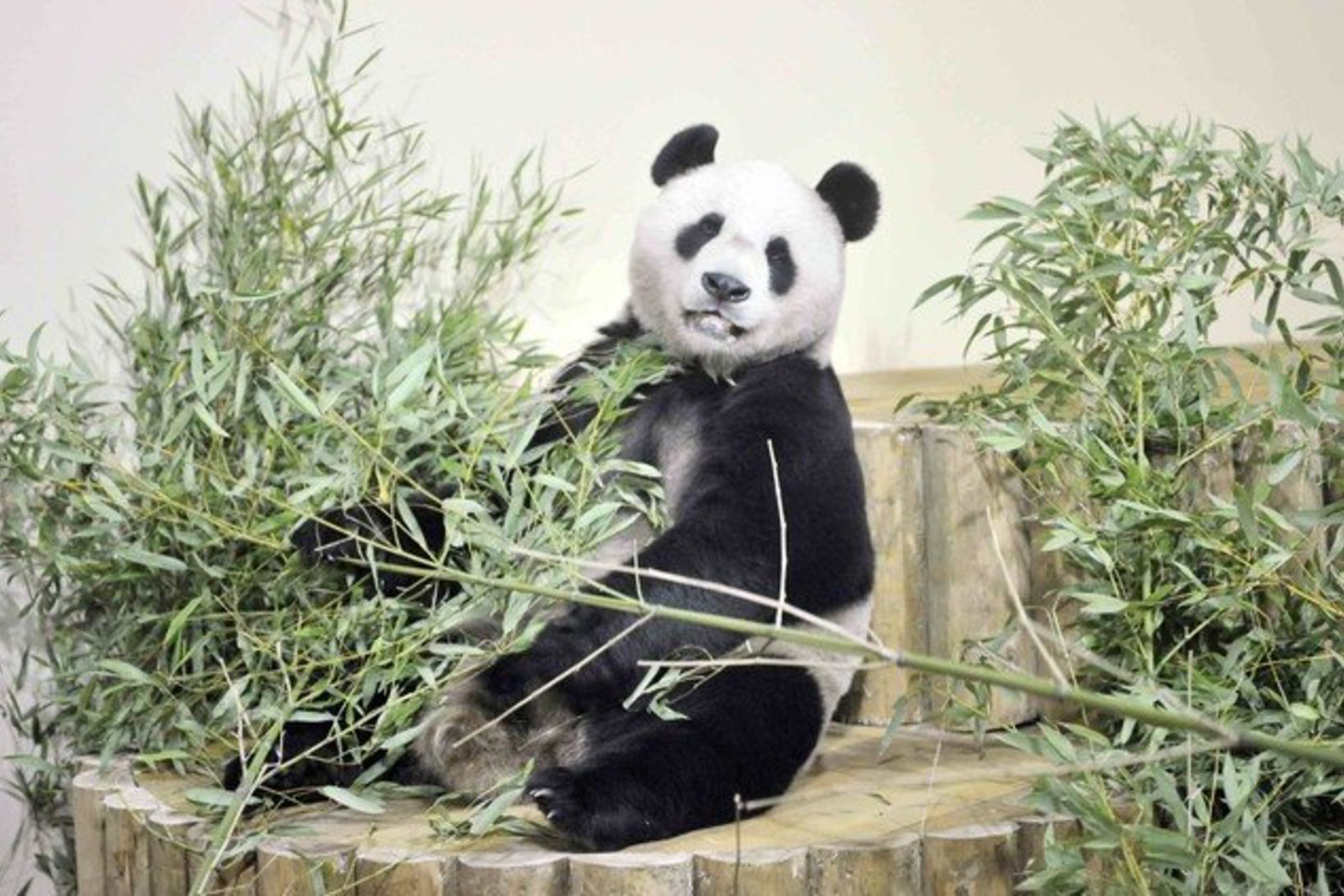 Panda Yang Guang jau apsipranta naujoje šalyje.