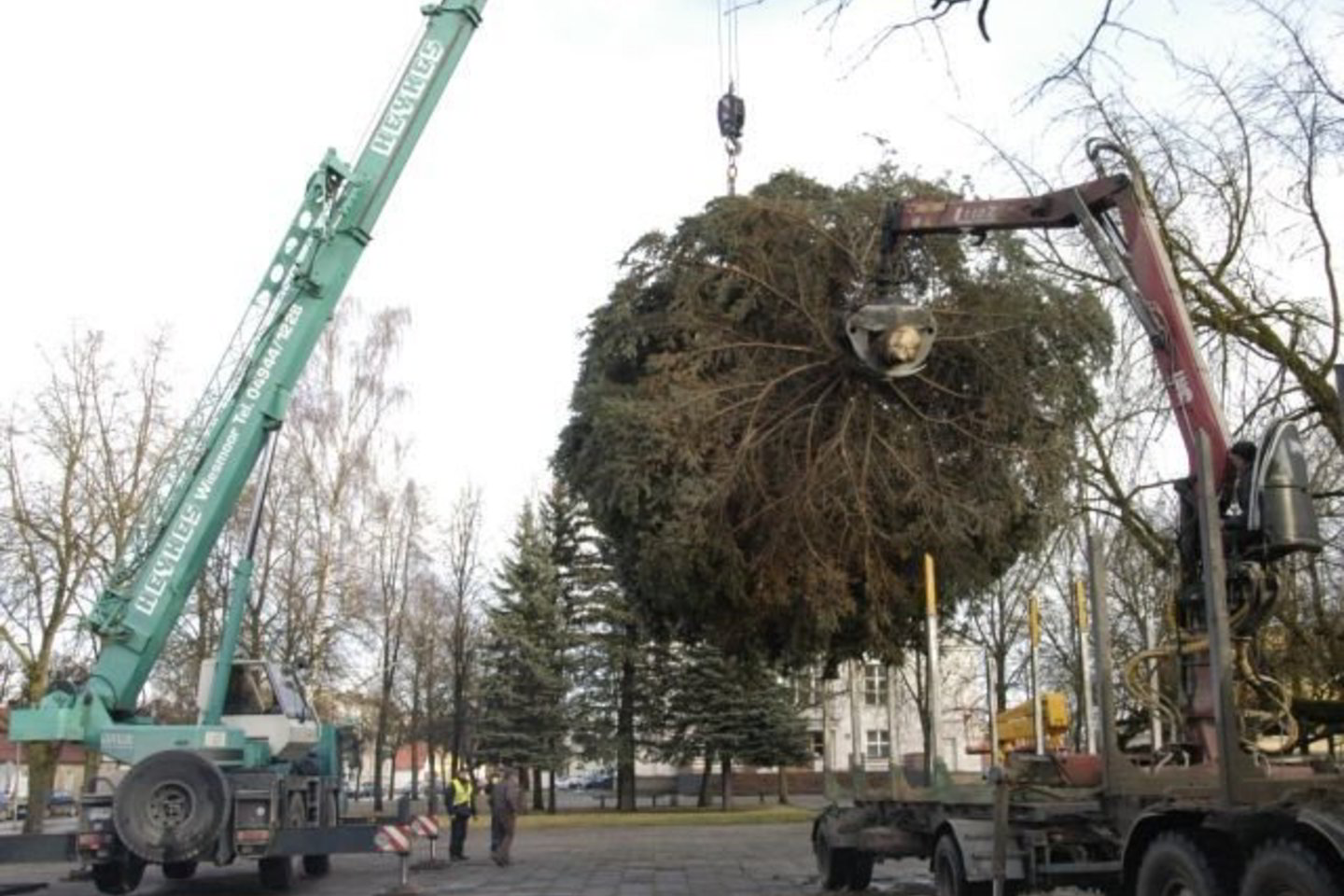 Eglės pastatymui Pakruojo miesto Vienybės aikštėje prireikė ilgiausią strėlę turinčio bendrovės „Pakruojo Arka“ krano.