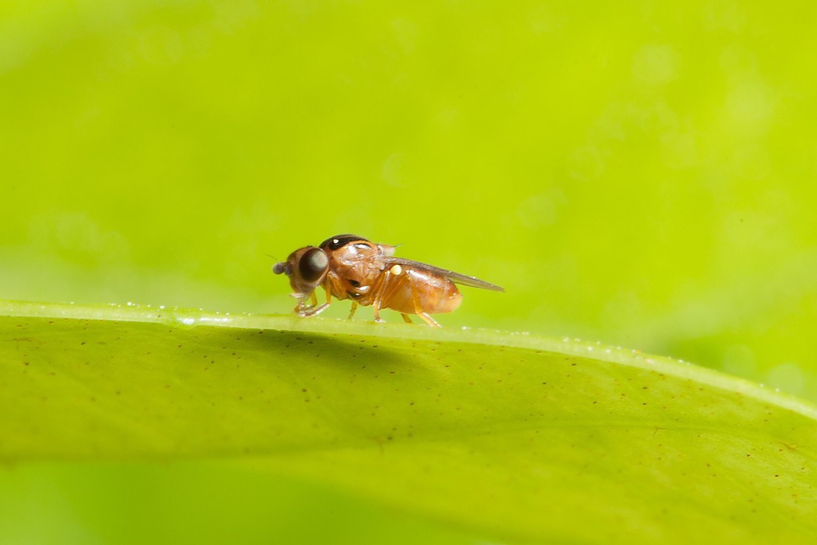 Mokslininkai: vaisinės musės apgalvoja savo veiksmus