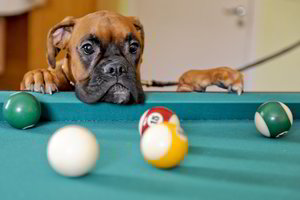 Biliardo mėgėjai sezoną užbaigė komandiniu pūlo čempionatu