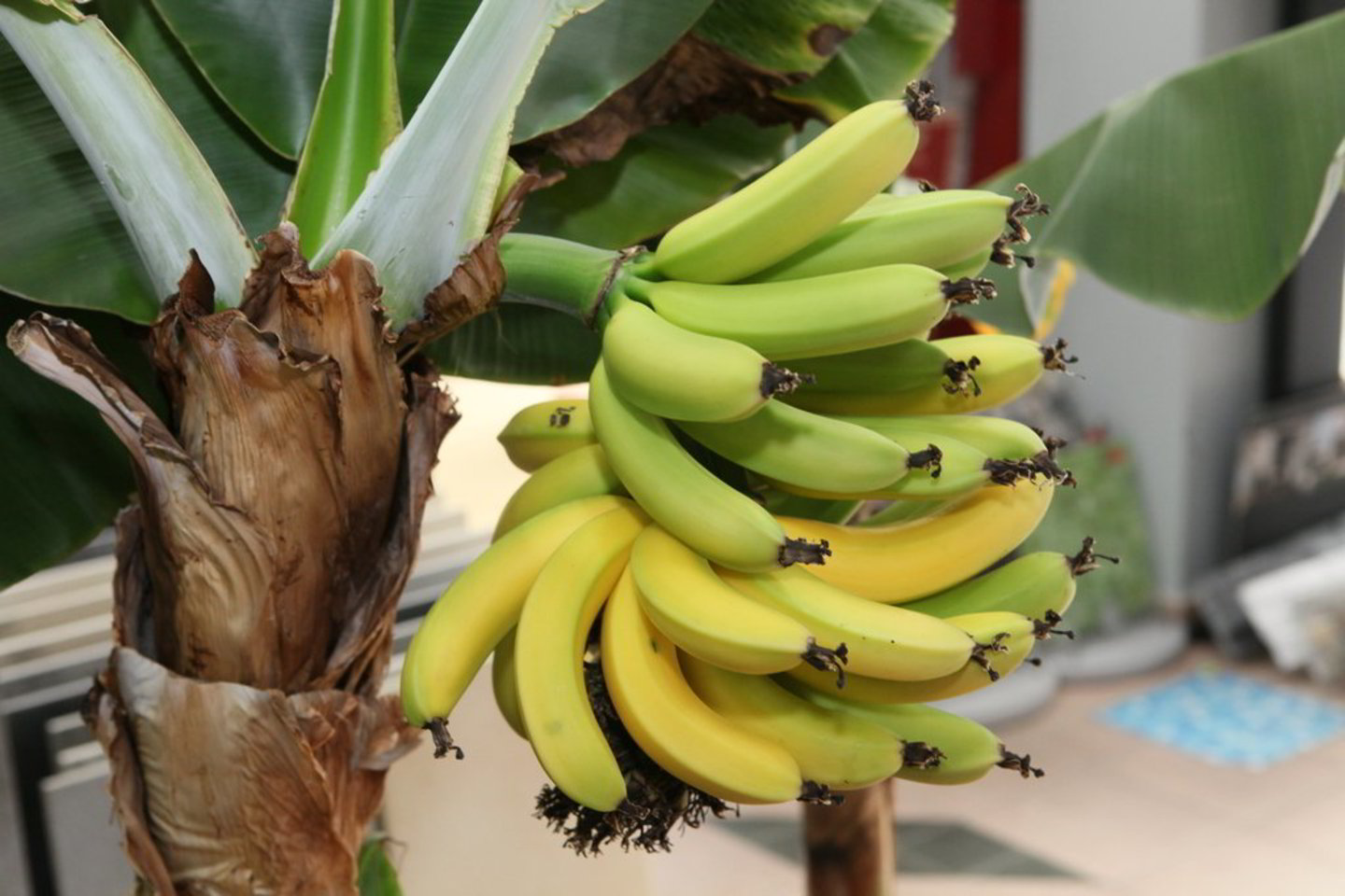 Panevėžyje bananai sunoko jau ketvirtą kartą.