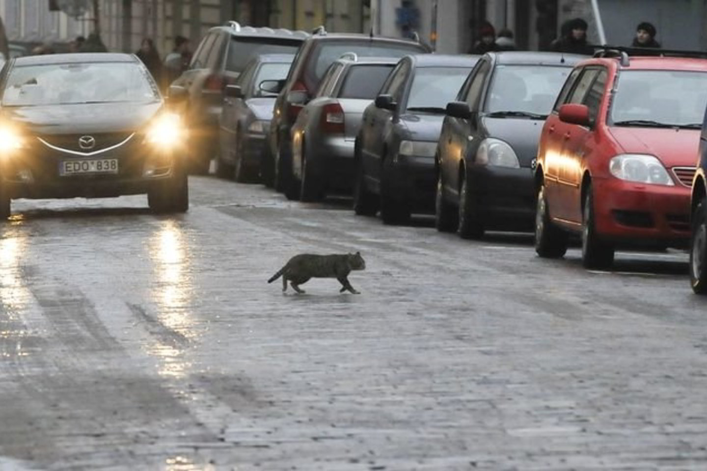 Kelininkų duomenimis, pirmadienį ryte protarpiais snigo rytinėje šalies dalyje, valstybinės reikšmės kelių dangos buvo šlapios, vietomis padengtos plonu sniego sluoksniu.