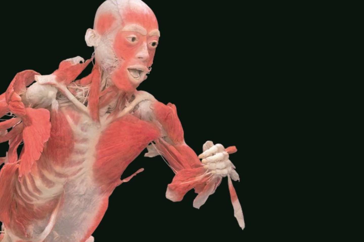 „The Human Body Exhibition“ paroda yra skirta edukuoti, šviesti ir skatinti lankytojus rinktis tinkamą gyvenimo būdą.