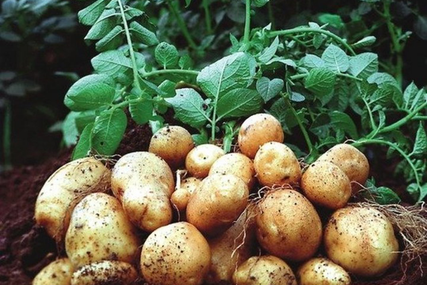Daug aistrų sukėlusios bulvės „Amflora“ augo vos poros hektarų sklype.