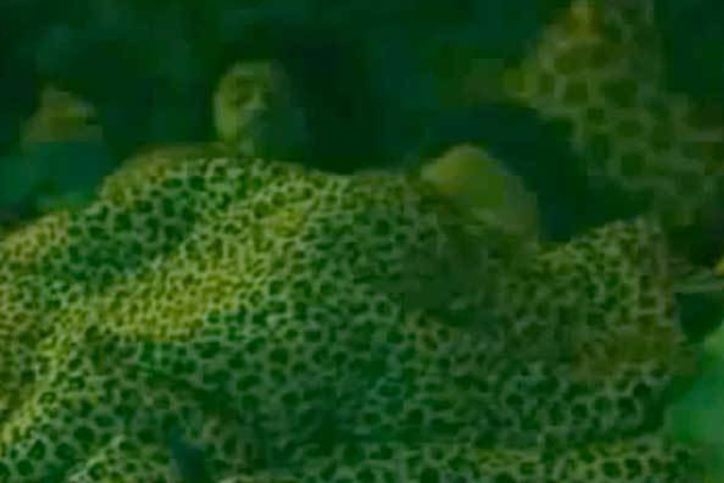 Brazilijos „Didžiojo brolio“ realybės šou buvo išprievartauta mergina.