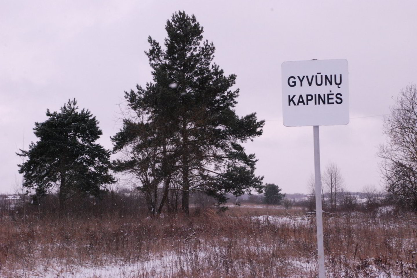 Pirmosios legalios gyvūnų kapinės Vilniuje - tuščios.