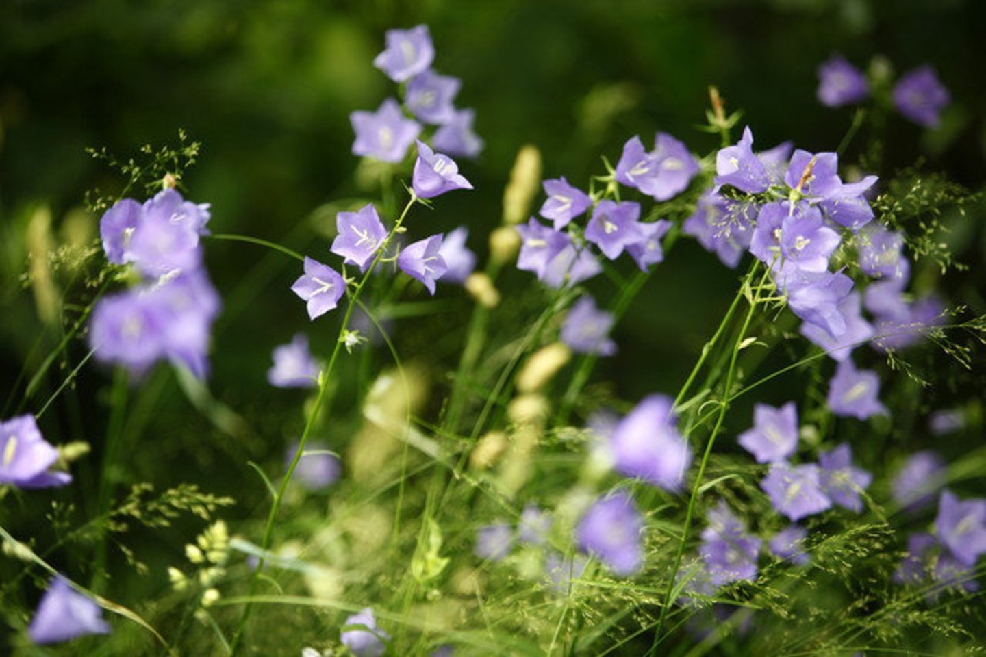 Jurgelionių botaninis draustinis įsteigtas išsaugoti savitai ir retai Lietuvoje miško buveinei su gausia žolinių augalų įvairove.