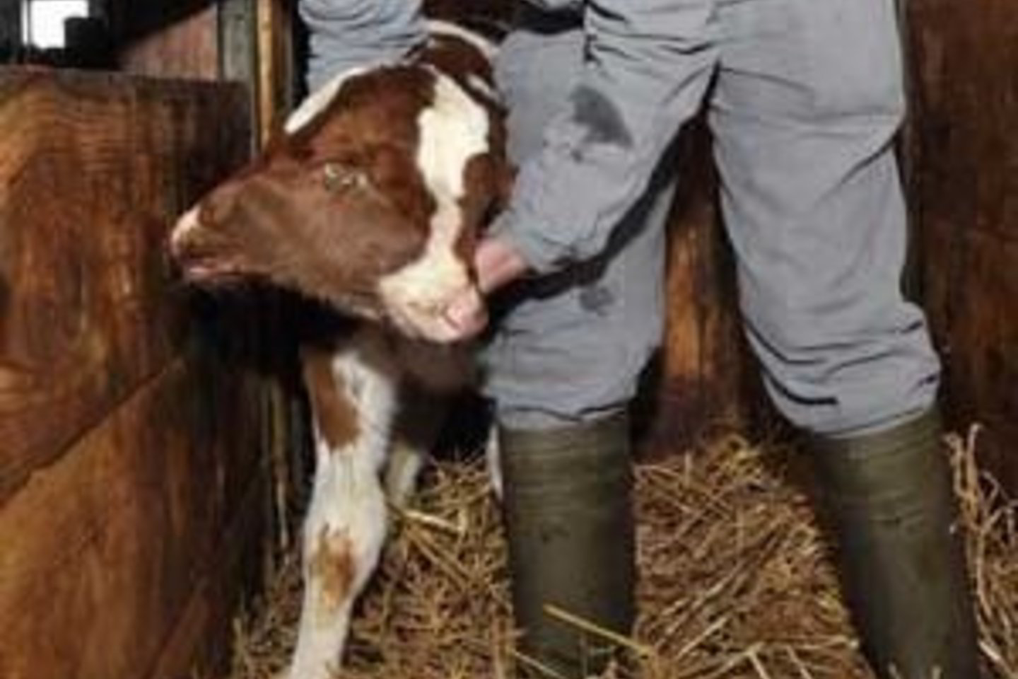 Pasak Cezario pjūvį atlikusios veterinarės, tai retas atvejis viso pasaulio mastais.