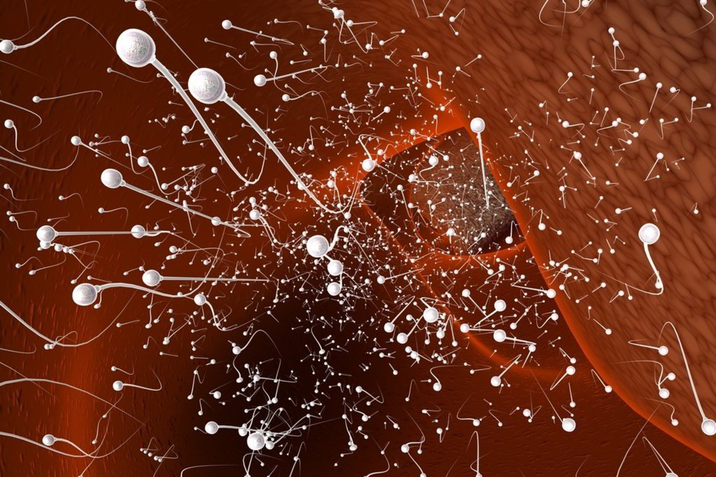 Universiteto tyrėjai išsiaiškino, kad dvi 15 minučių trukmės ultragarso dozės žymiai sumažino spermatozoidų ir juos gaminančių ląstelių kiekį.