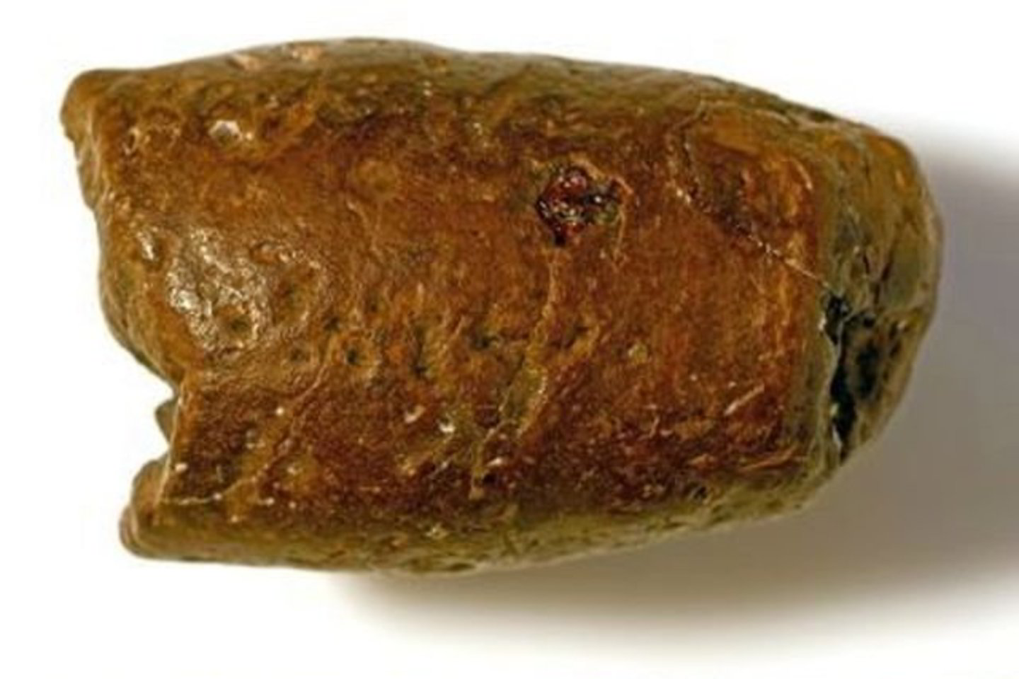 Cilindro formos radinyje matyti skylutės, kurias, mokslininkų nuomone, turėjo palikti priešistorinių musių lervos.
